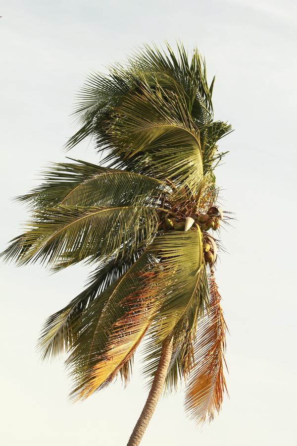 Pearl City Hotel Tissamaharama Dış mekan fotoğraf